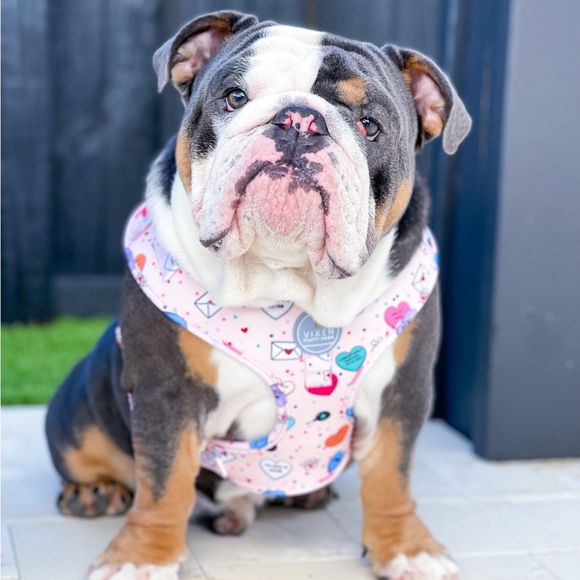 Adjustable Dog Harness Valentine - Picture 2 of 10